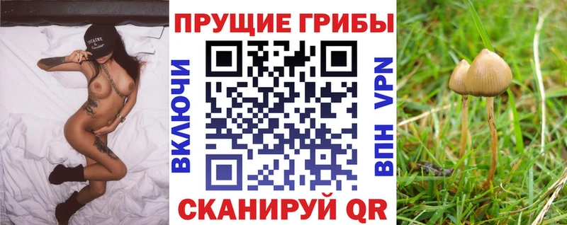 Галлюциногенные грибы Cubensis  Шлиссельбург 